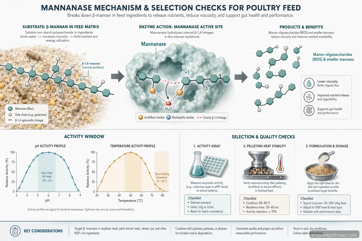 mannanase enzyme in poultry feed process, diagram shows beta-mannan breakdown, pH-temperature fit, and QC checks